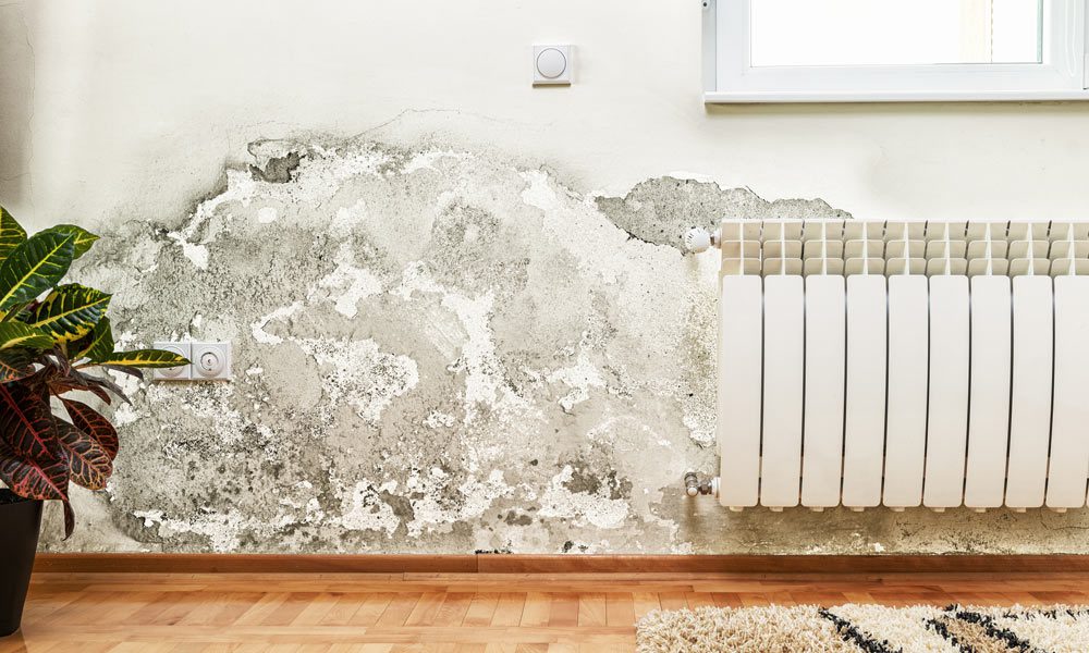 Mold-in-Home